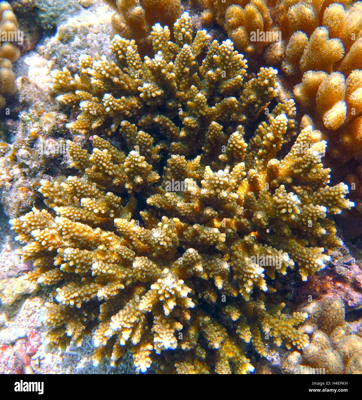 Korallenriff Unterwasser-Blick für Snorking Antrieb sport Stockfoto