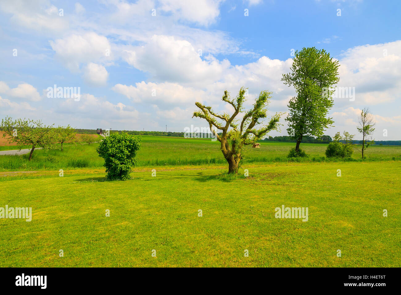 Grüner Rasen und Bäumen am südlichen Wiese, Burgenland, Österreich Stockfoto