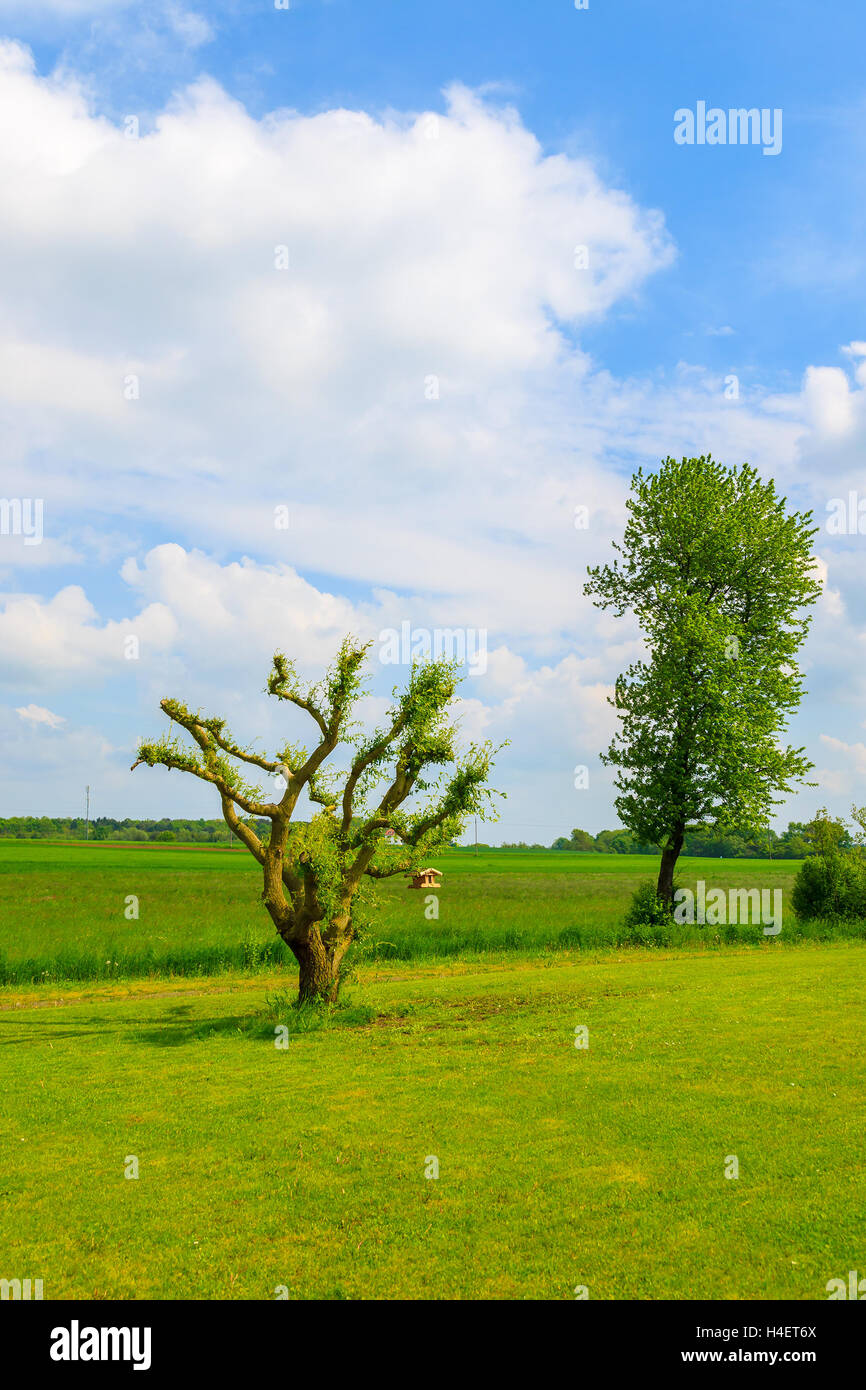 Grüner Rasen und Bäumen am südlichen Wiese, Burgenland, Österreich Stockfoto