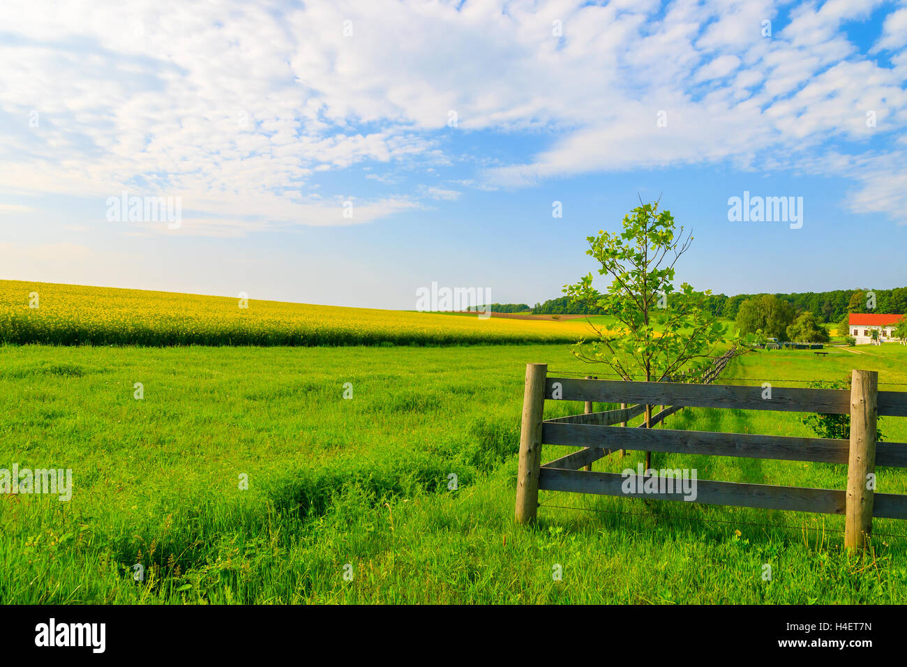 Hölzerne Weide Zaun auf grüne Landwirtschaft Feld mit gelben Raps Blumenwiese im südlichen Hintergrund, Burgenland, Österreich Stockfoto
