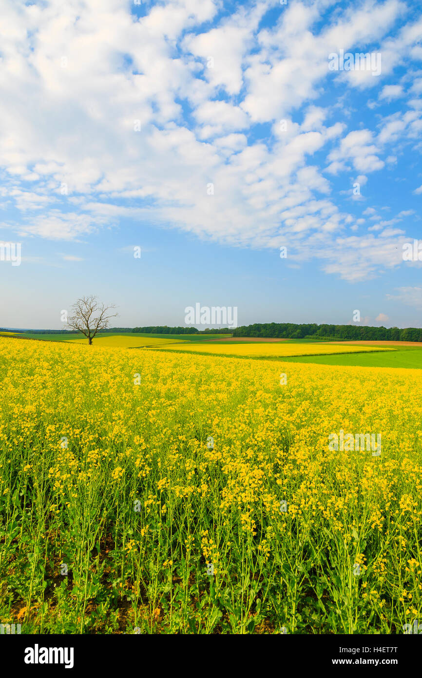 Gelben Raps Blumenfeld und blauer Himmel, Burgenland, Süd-Österreich Stockfoto