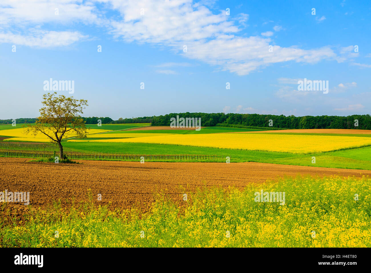 Einsamer Baum auf gelben Raps Blumenfeld und blauer Himmel, Burgenland, Süd-Österreich Stockfoto
