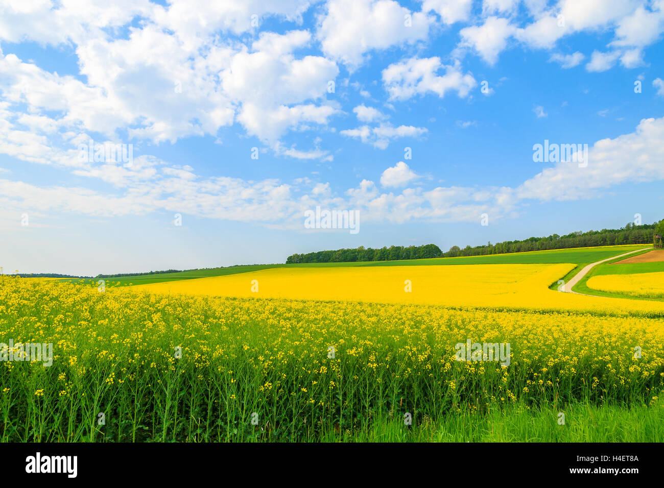 Gelben Raps Blumenfeld und blauer Himmel, Burgenland, Süd-Österreich Stockfoto
