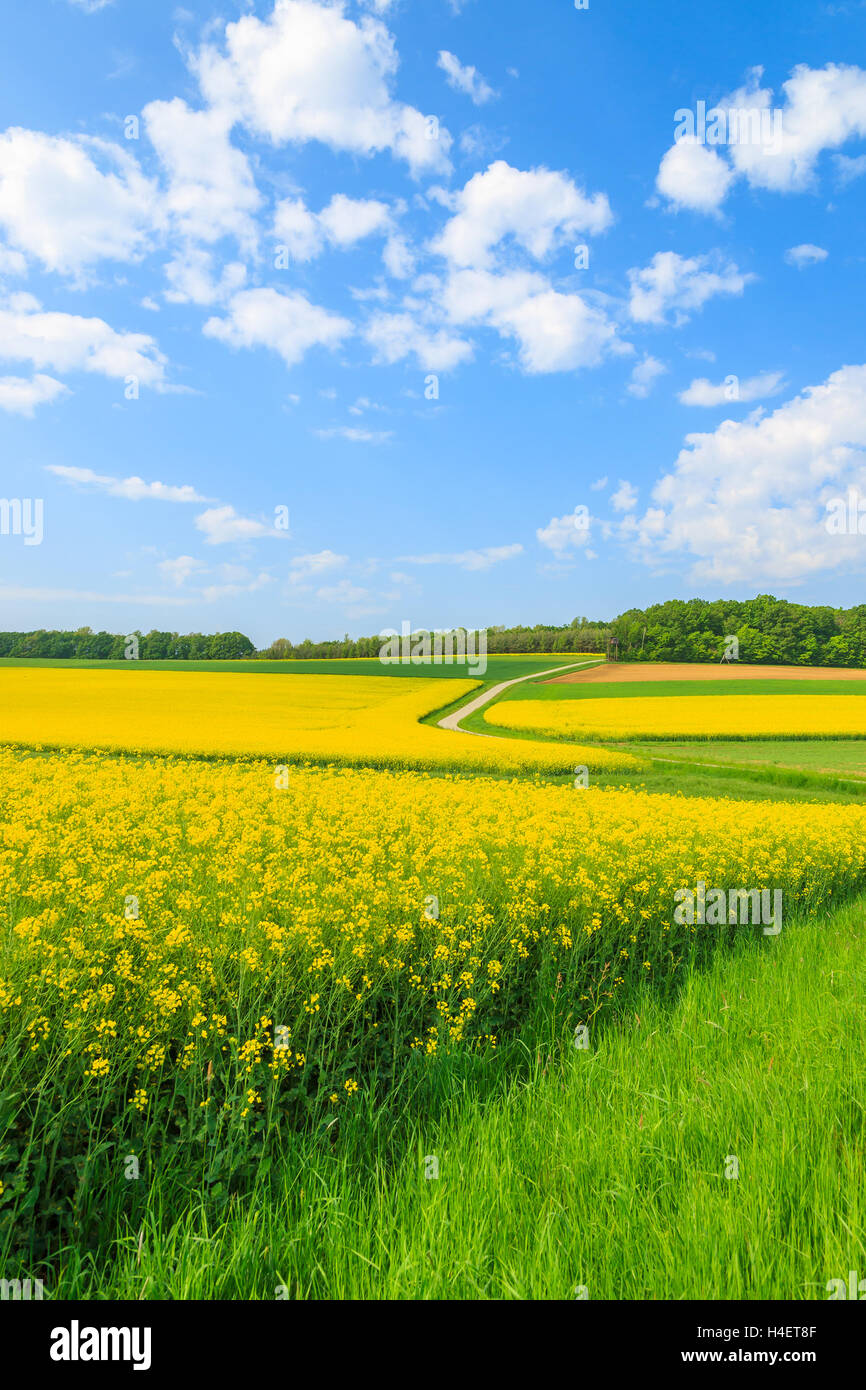 Gelben Raps Blumenfeld und blauer Himmel, Burgenland, Süd-Österreich Stockfoto