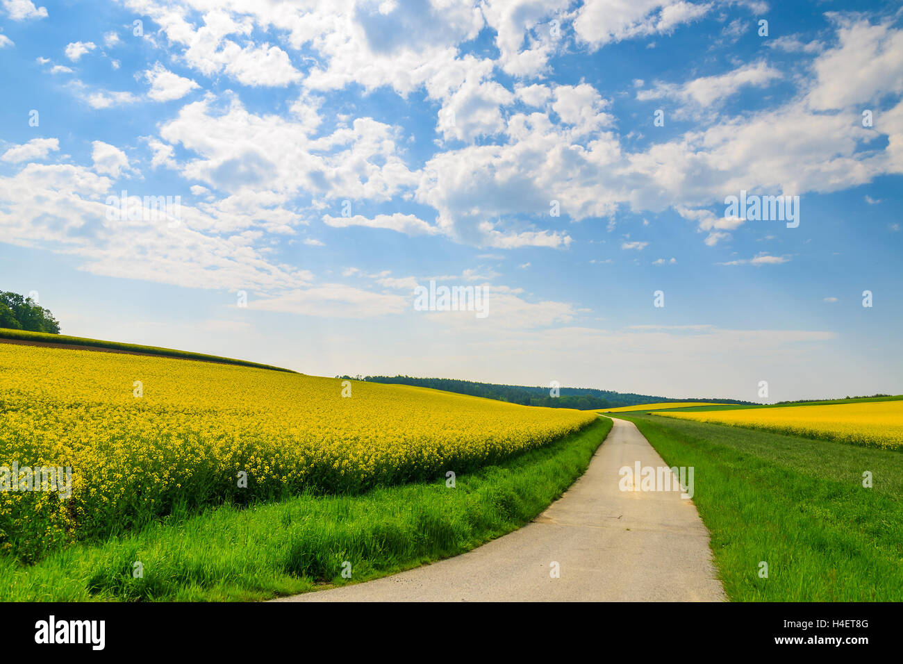 Landschaft Straße entlang der gelben Raps Blumenfeld und blauer Himmel mit weißen Wolken, Burgenland, Süd-Österreich Stockfoto