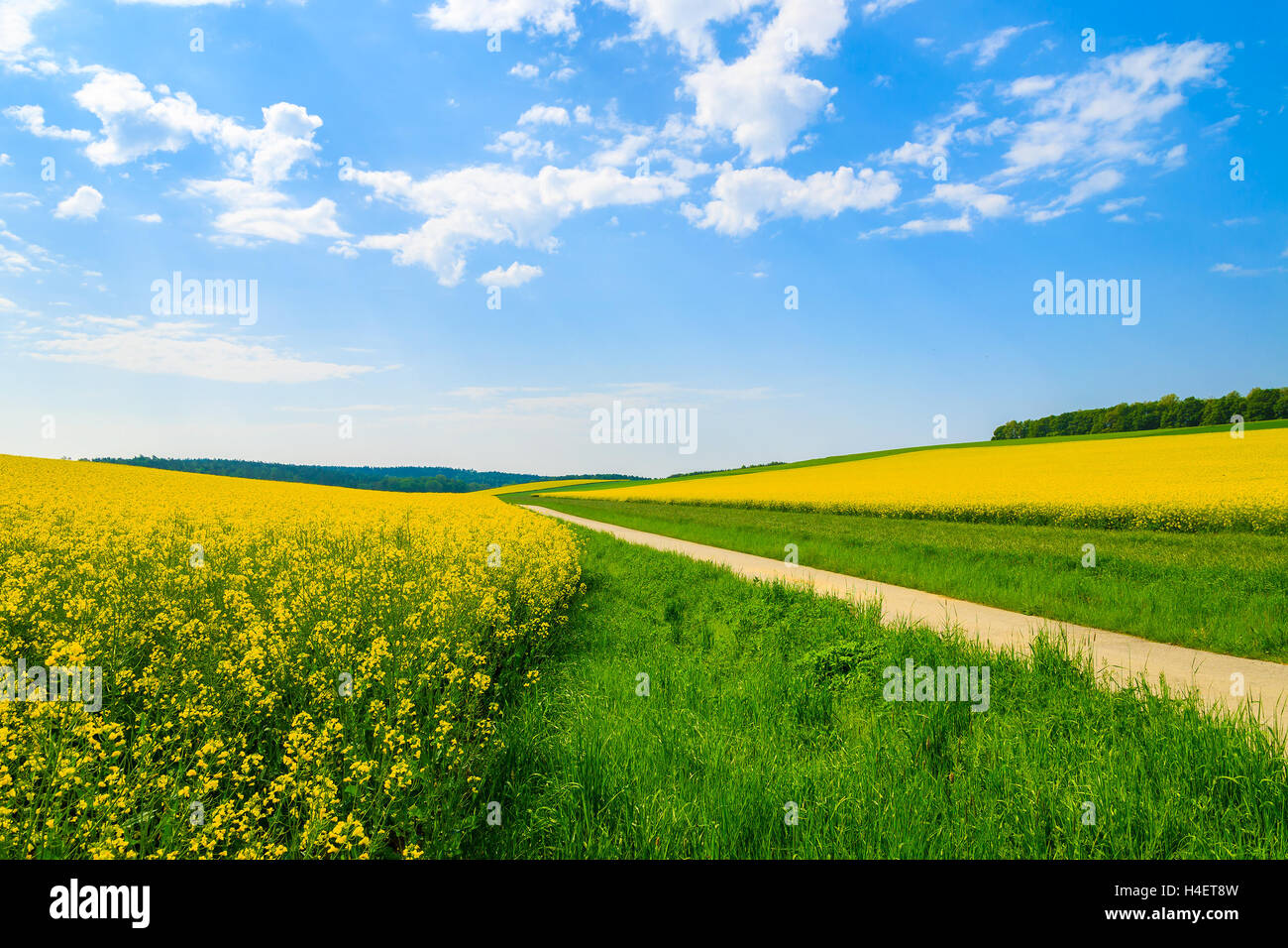 Landschaft Straße entlang der gelben Raps Blumenfeld und blauer Himmel mit weißen Wolken, Burgenland, Süd-Österreich Stockfoto