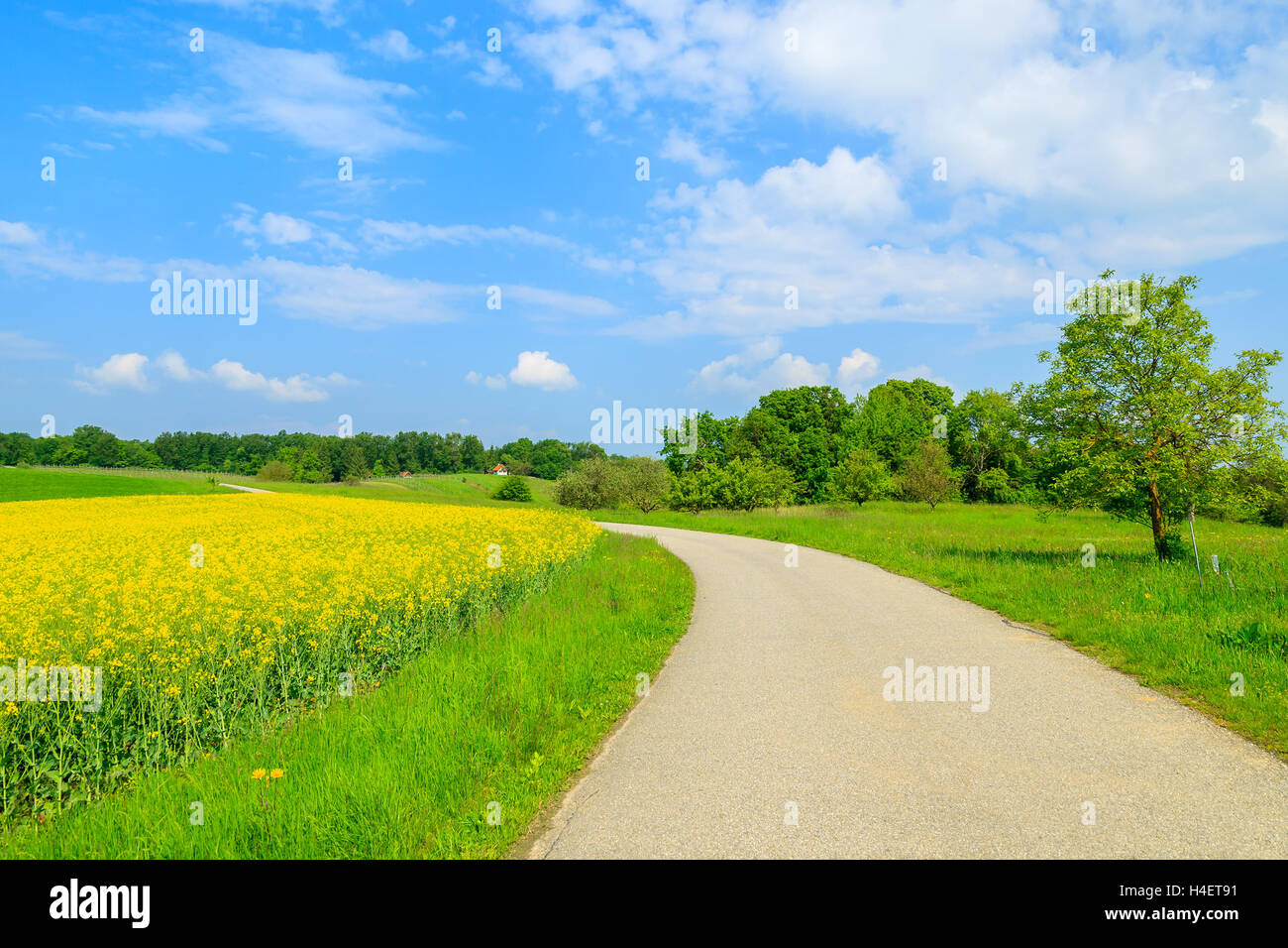 Landschaft-Straße entlang gelben Raps Blumenfeld und blauer Himmel, Burgenland, Süd-Österreich Stockfoto