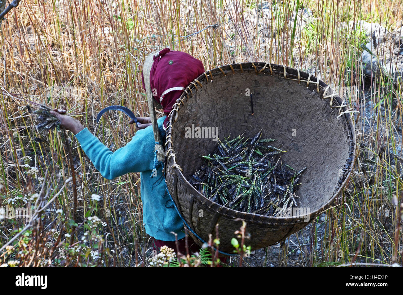 Eine Frau erntet Weizen mit einer kleinen Sense, in der Nähe von Rumpur Dorf, Solukhumbu, Nepal Stockfoto