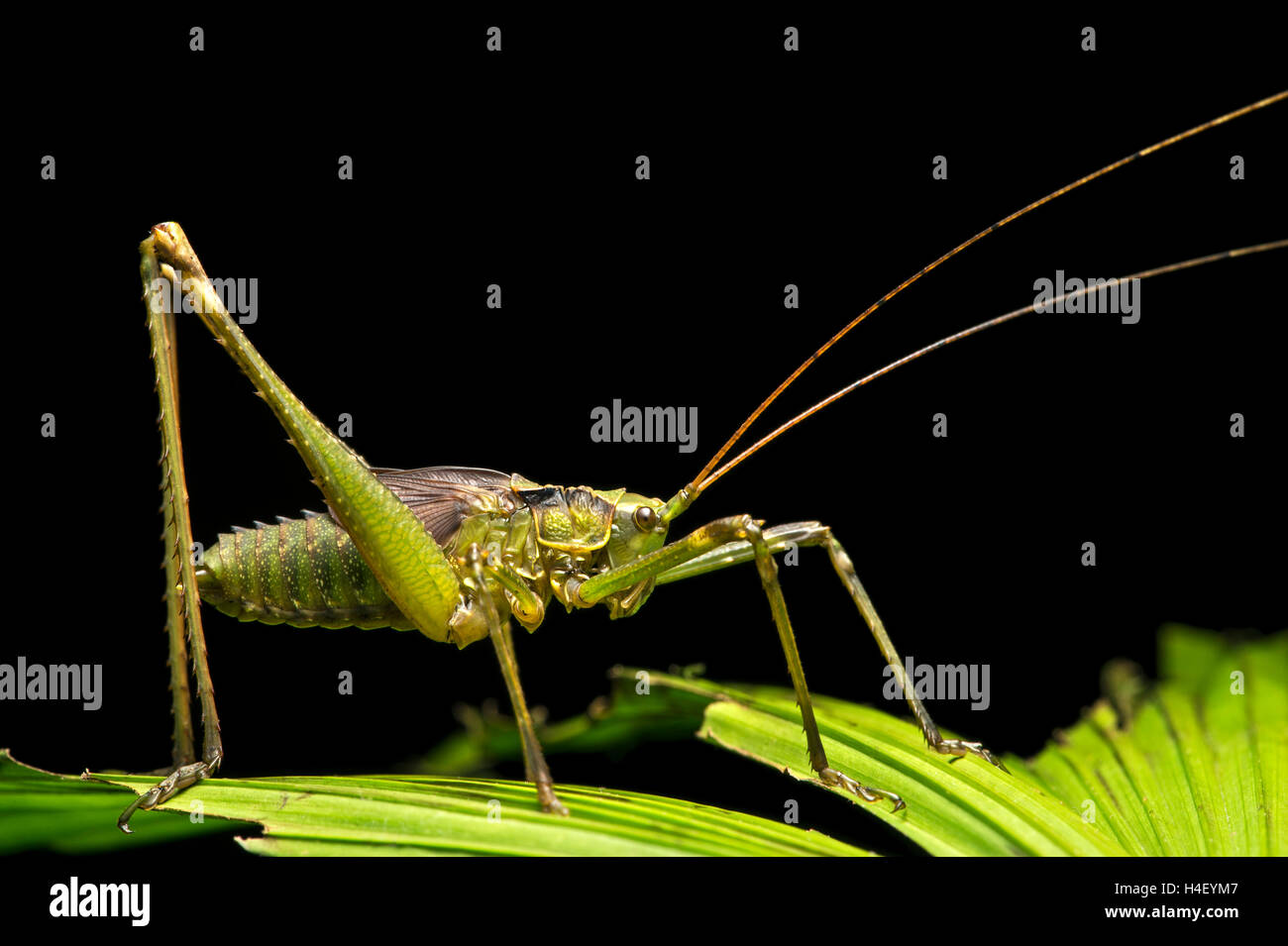 Neotropische Grashuepfer (Tettigoniidae), Amazonas regen Wald, Canande River Nature Reserve, Choco-Wald, Ecuador Stockfoto