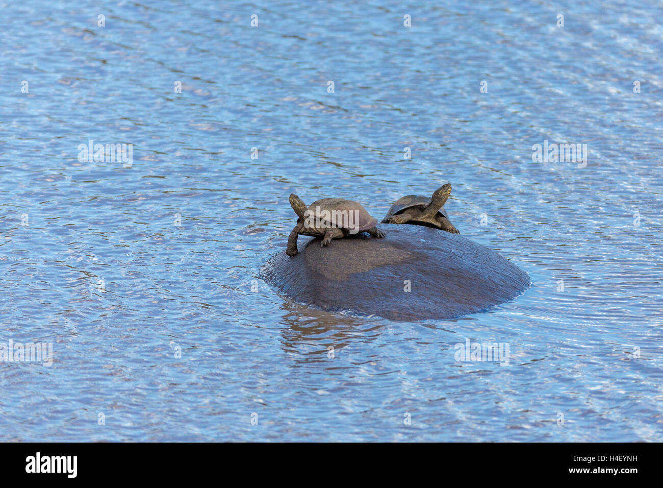 Zwei Schildkröten sitzen mit ausgestreckten Hals auf Nilpferd, gezackte Scharnier Sumpfschildkröte (Pelusios Sinuatus) Stockfoto