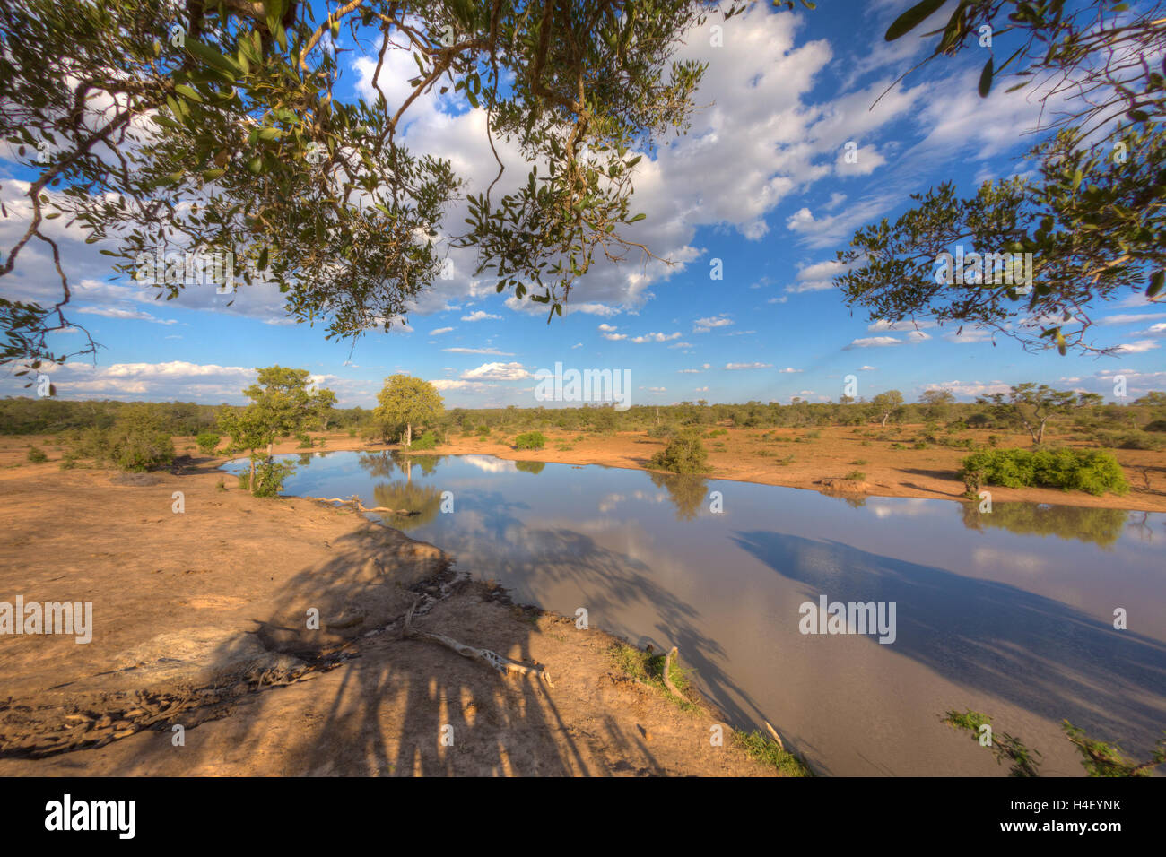 Wasserloch, Timbavati Game Reserve, Südafrika Stockfoto