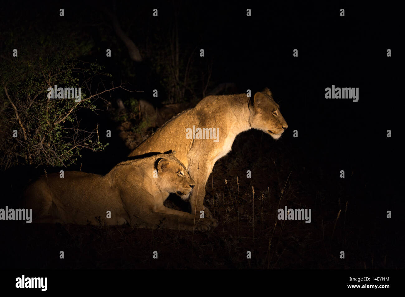 Zwei Löwinnen (Panthers Leo) auf Nachtwache, Timbavati Game Reserve, Südafrika Stockfoto