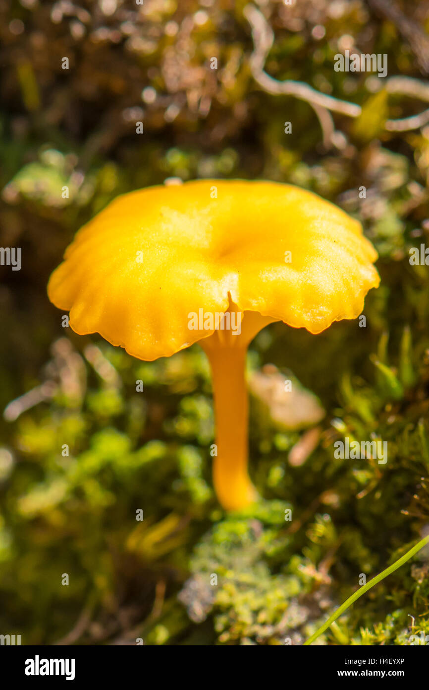 Omphalina Umbellifera, Dach Basidiolichen Stockfoto