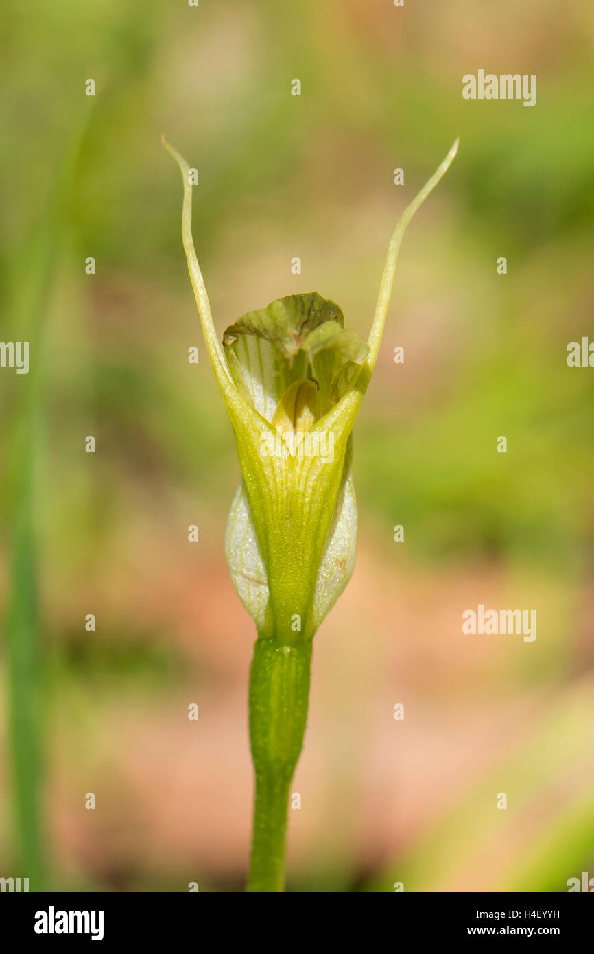 Pterostylis Alpina, Berg Pterostylis Orchidee Stockfoto