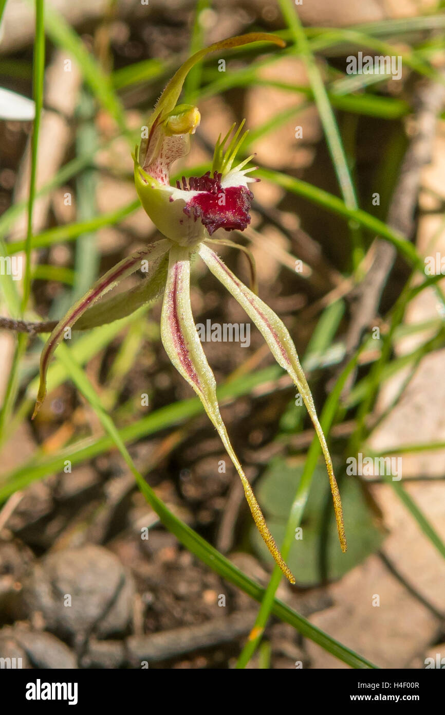 Caladenia Dilitata, Greencomb Spider Orchid Stockfoto