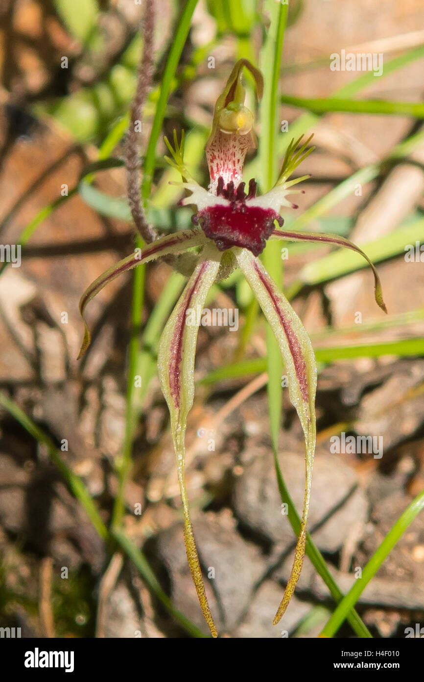 Caladenia Dilitata, Greencomb Spider Orchid Stockfoto