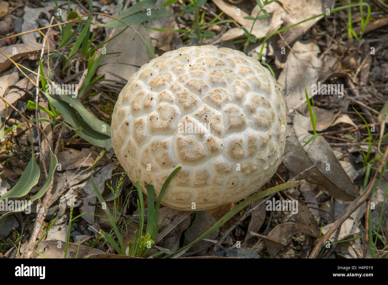 Calvatia Craniiformis, Gehirn Puffball Pilz Stockfoto