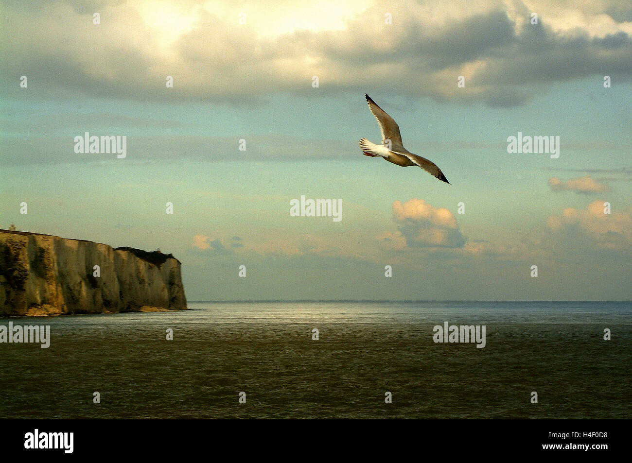 Seagull. Straße von Dover Stockfoto