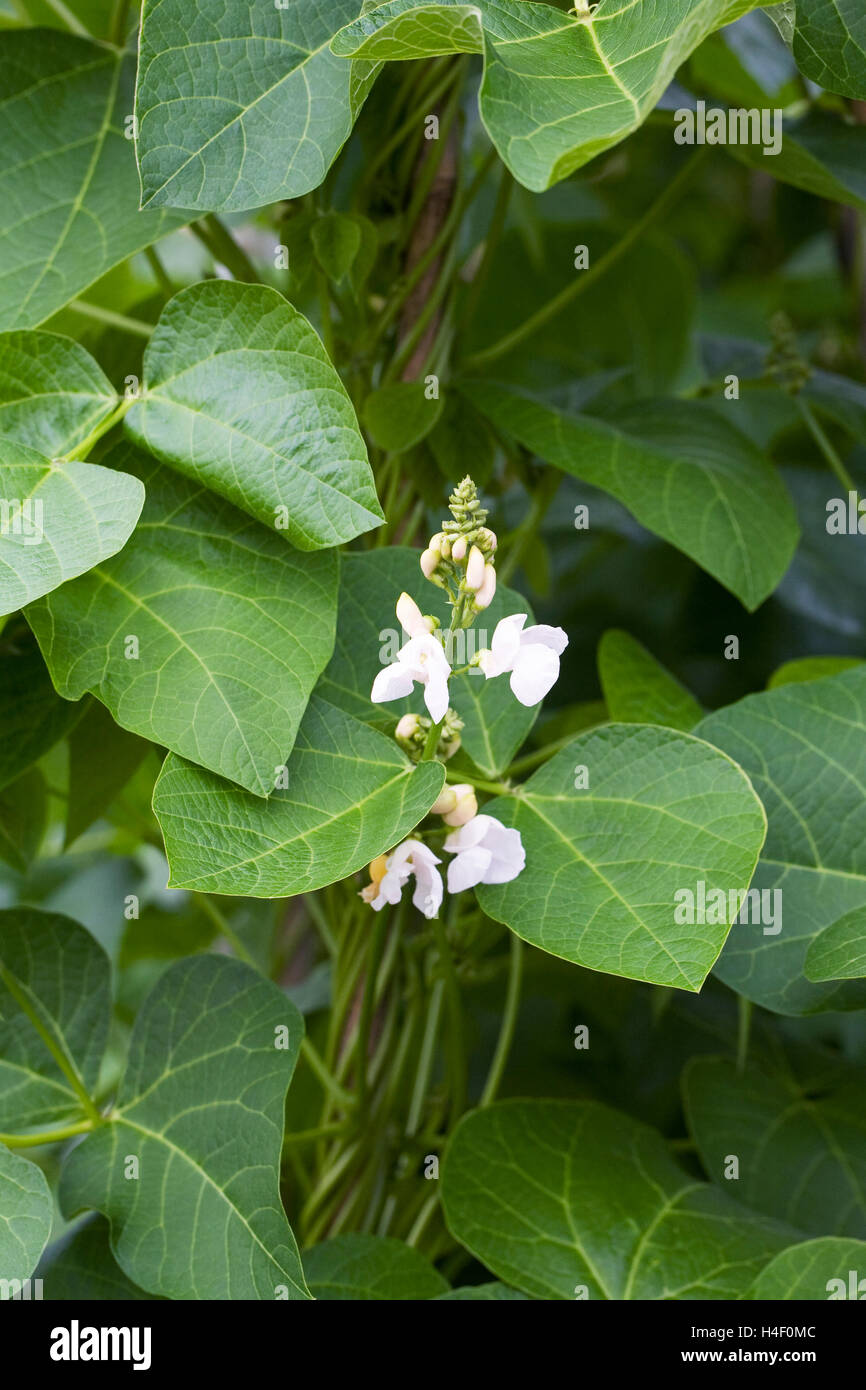 Phaseolus Coccineus. Runner Bean 'White Lady' Blumen. Stockfoto