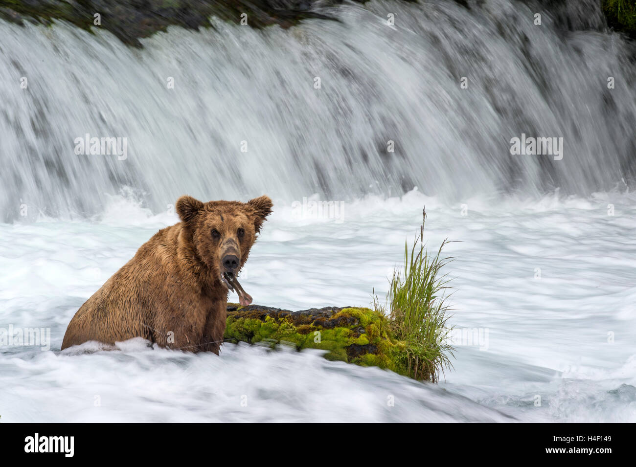 Brauner Bär wartet auf Lachs am Fluss streamen, Brooks River, Katmai Nationalpark, Alaska Stockfoto