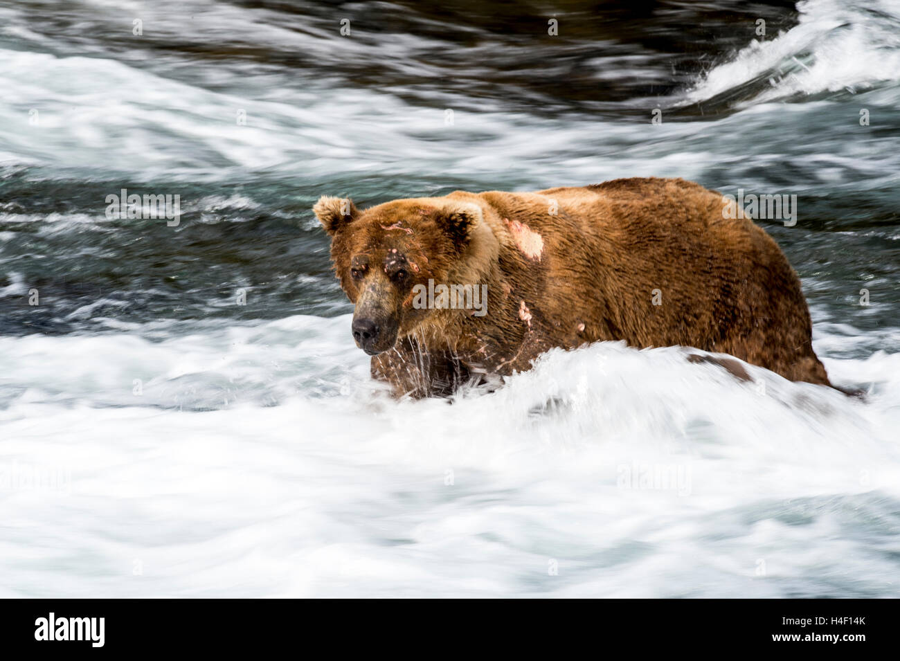 Brauner Bär Jagd auf Lachse in den Fluss, Brooks, Katmai Nationalpark, Alaska Stockfoto