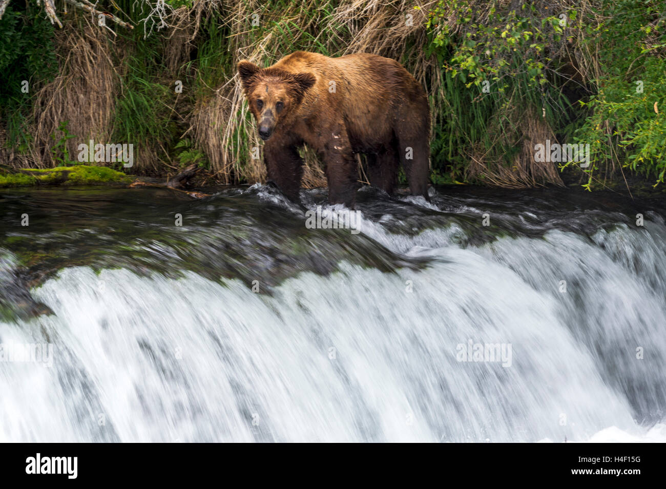 Brauner Bär Jagd auf Lachse in den Fluss, Brooks, Katmai Nationalpark, Alaska Stockfoto