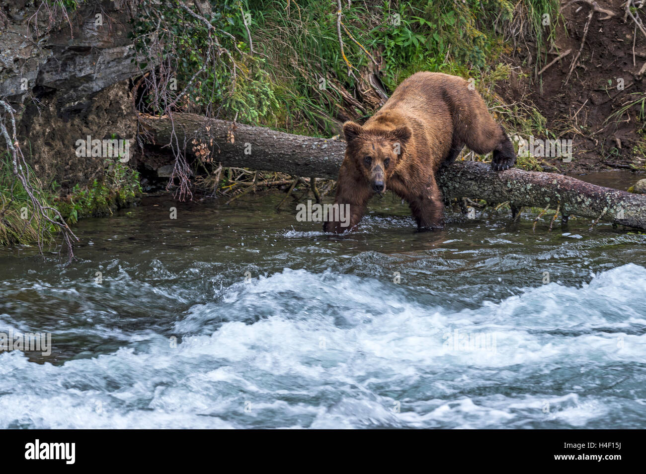 Brauner Bär Jagd auf Lachse in den Fluss, Brooks, Katmai Nationalpark, Alaska Stockfoto