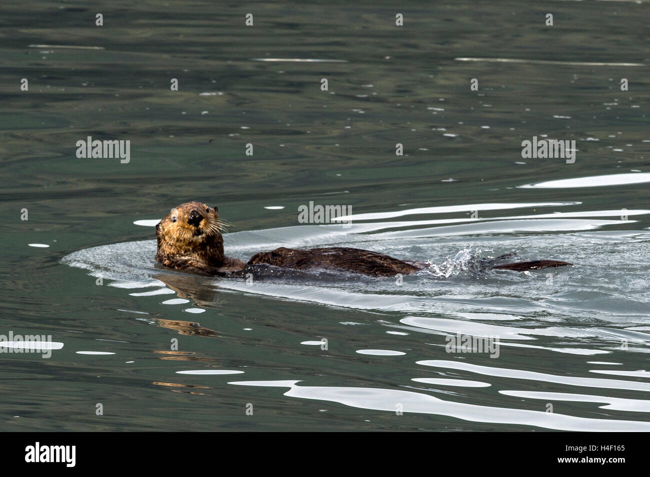 Sea Otter Erwachsener im Wasser Kenai Fjords, Alaska Stockfoto