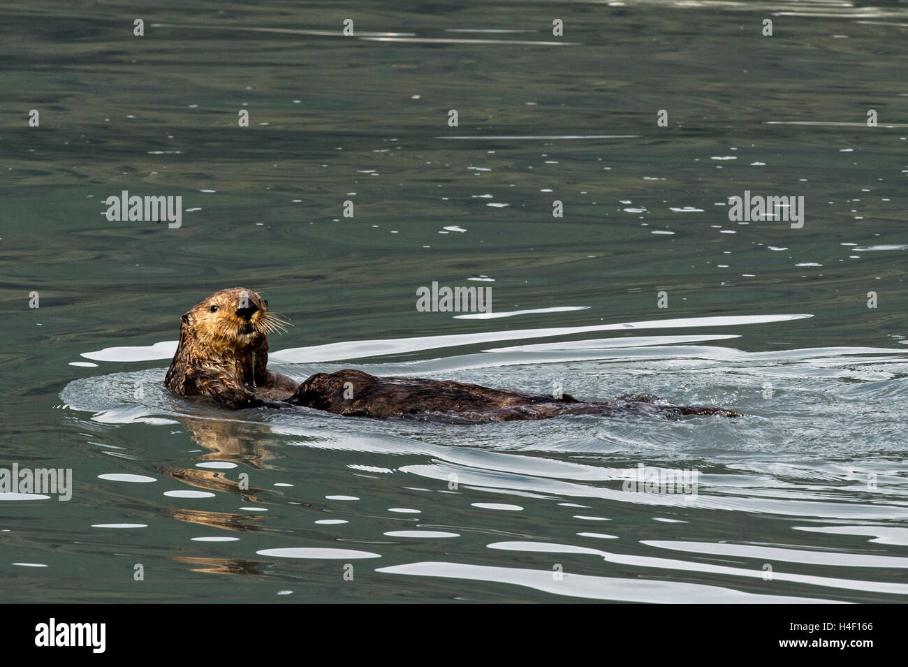 Sea Otter Erwachsener im Wasser Kenai Fjords, Alaska Stockfoto