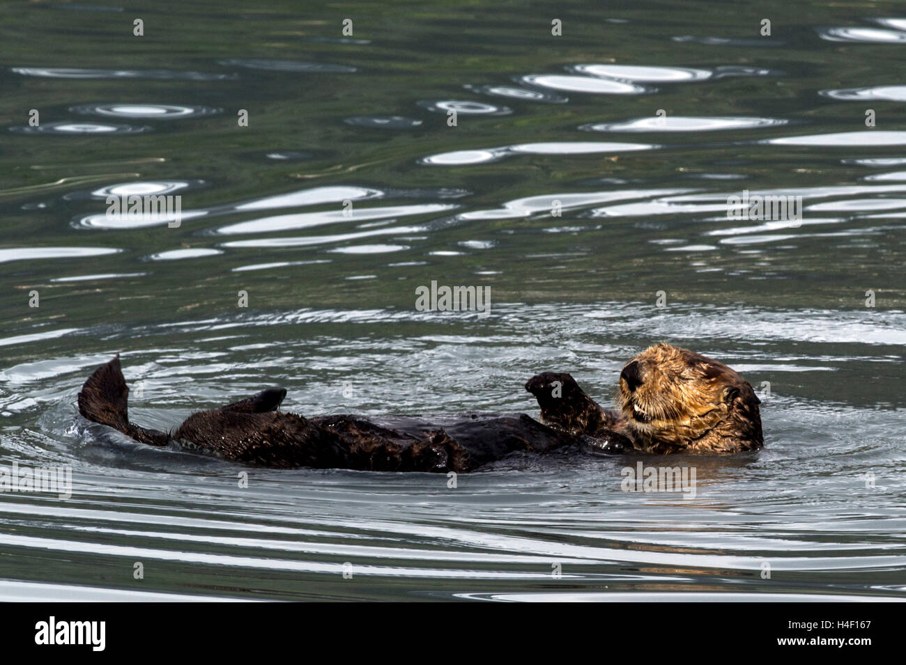 Sea Otter Erwachsener im Wasser Kenai Fjords, Alaska Stockfoto