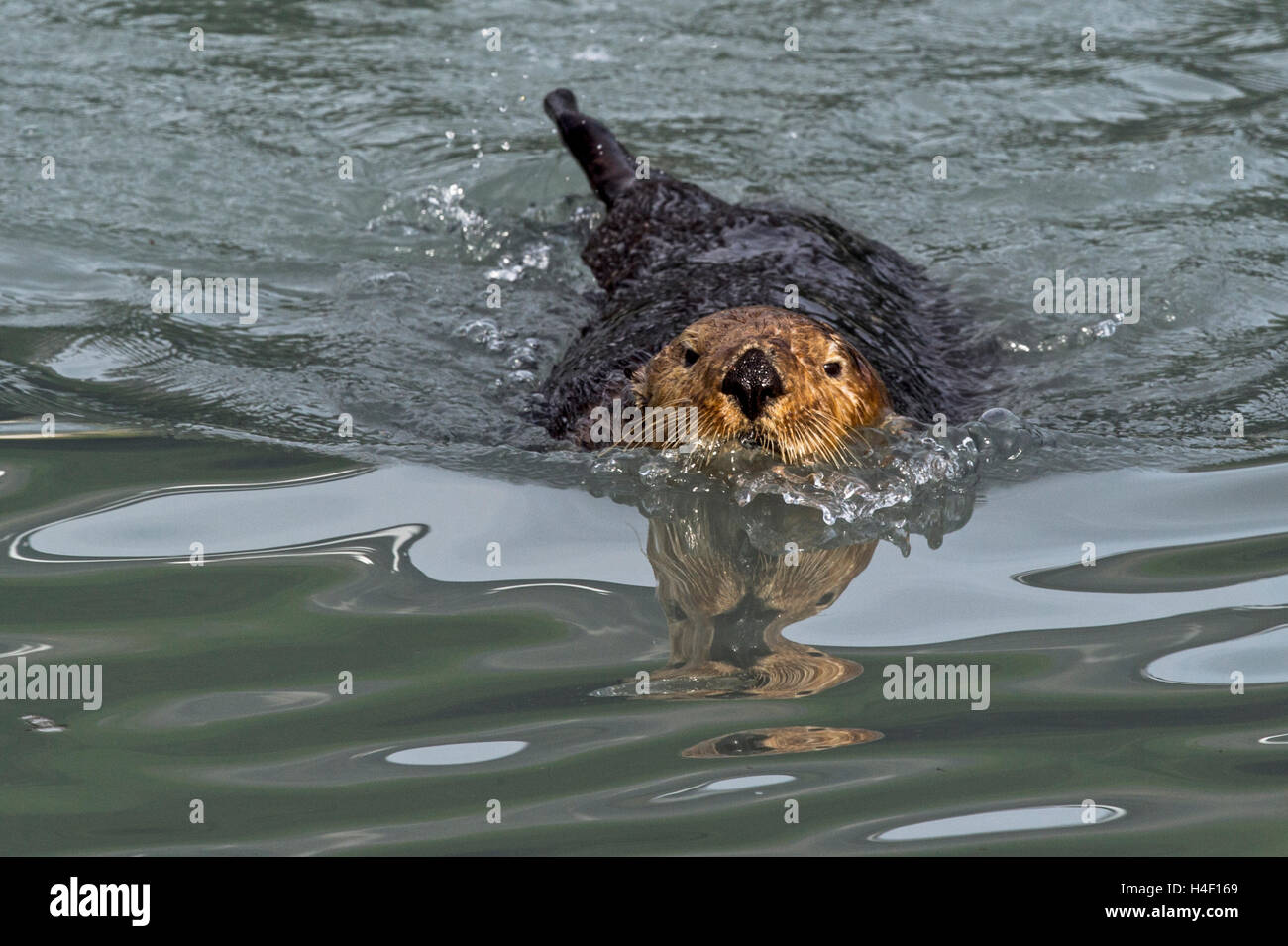 Sea Otter Erwachsener im Wasser Kenai Fjords, Alaska Stockfoto