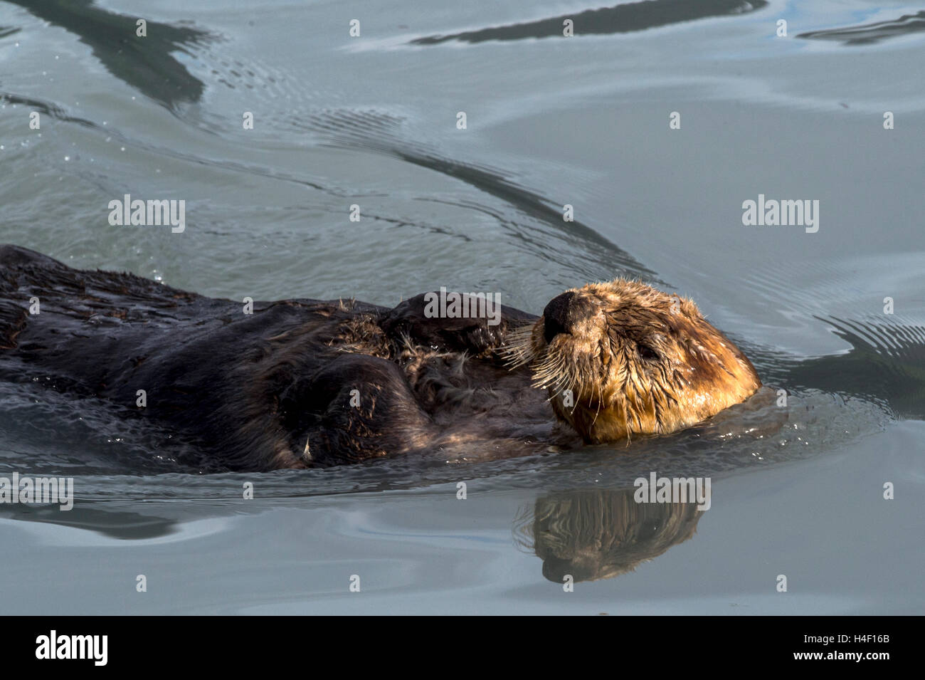 Sea Otter Erwachsener im Wasser Kenai Fjords, Alaska Stockfoto