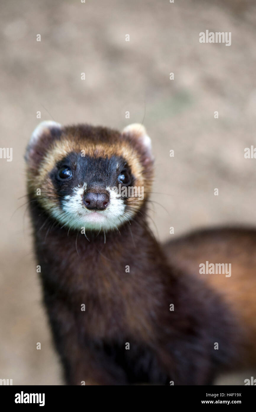 Europäischer Iltis (Mustela Putorius) Porträt, England, Großbritannien, Vereinigtes Königreich Stockfoto