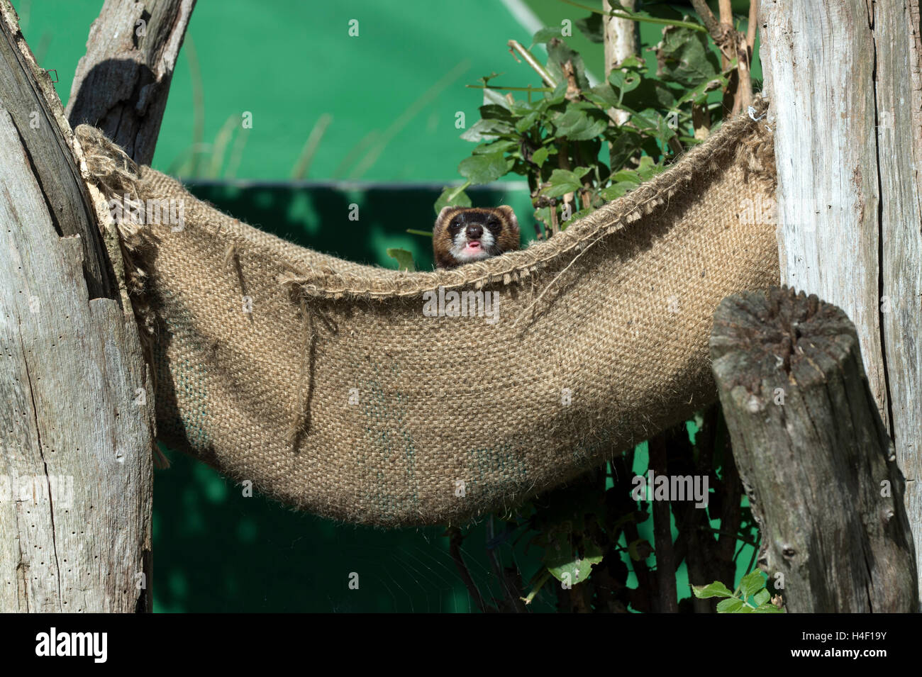 Europäischer Iltis (Mustela Putorius) an der britischen Wildlife Centre, England, Großbritannien, UK Stockfoto