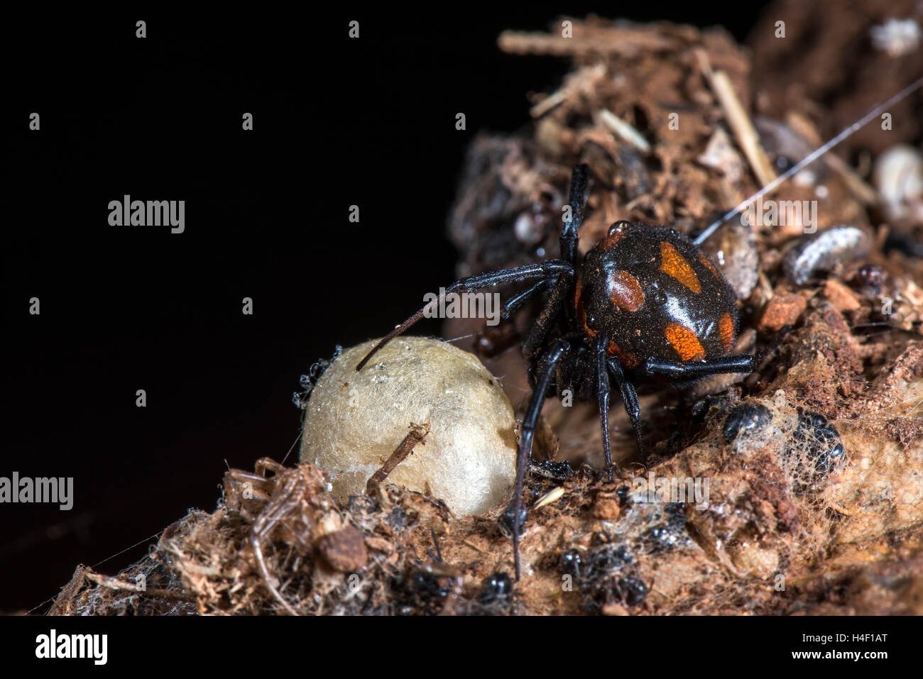 Die Europäische Schwarze Witwe (Latrodectus Tredecimguttatus) mit Eiern, Capocaccia, Sardinien, Italien Stockfoto