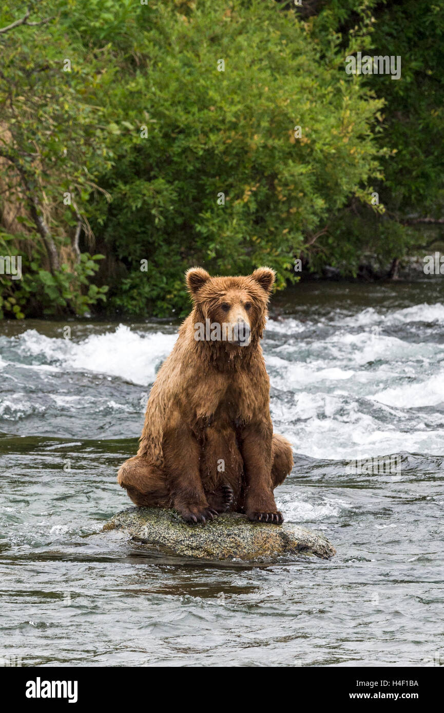 Brauner Bär sitzt auf Felsen in den Fluss, Brooks, Katmai Nationalpark, Alaska Stockfoto