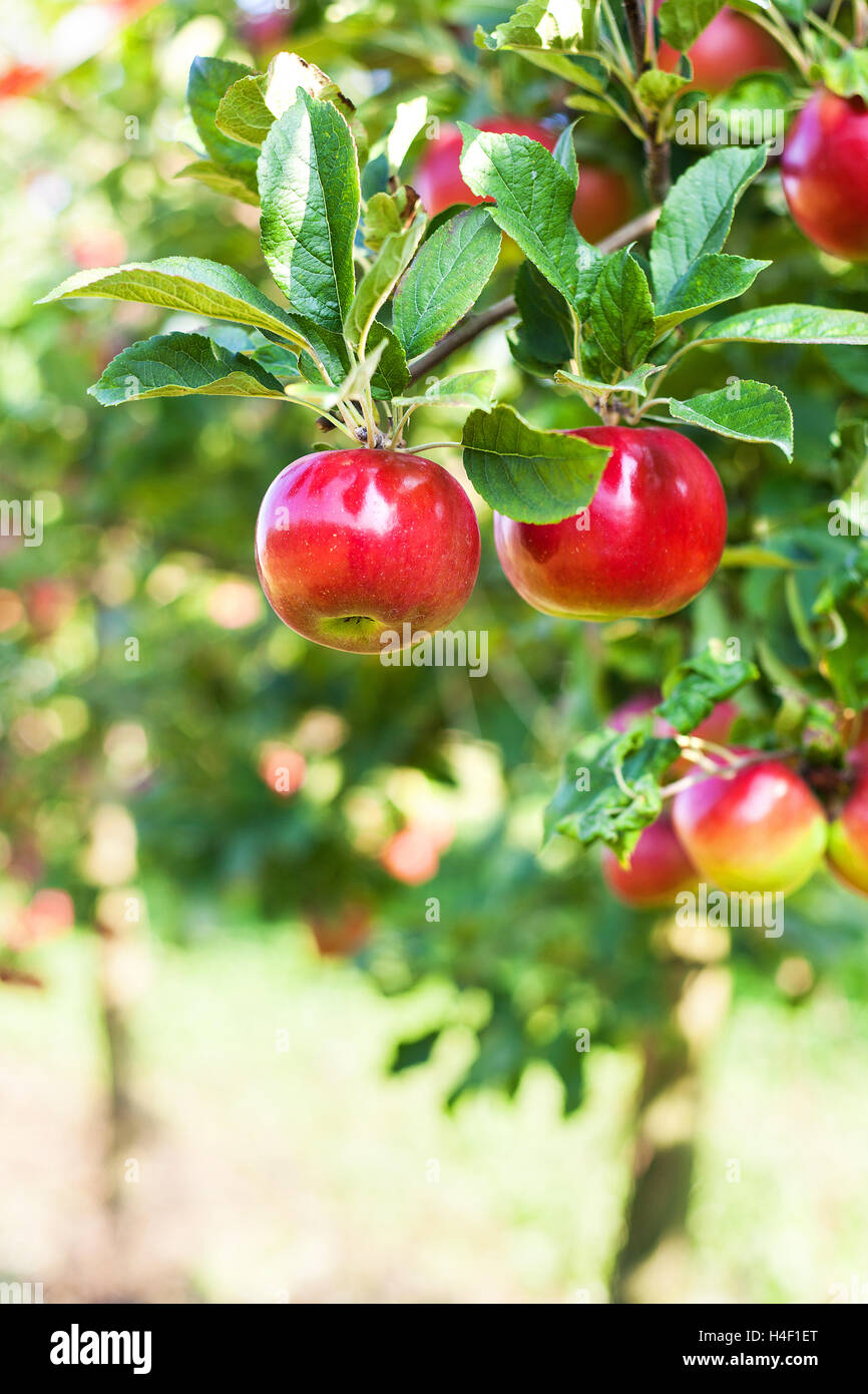 Äpfel im Apfelbaum Stockfoto
