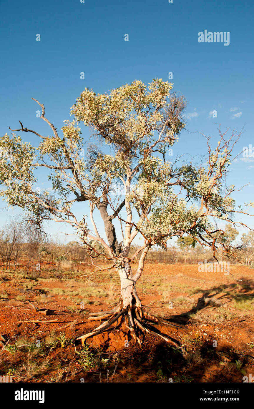 Eukalyptus Baum - Kimberley - Australien Stockfoto