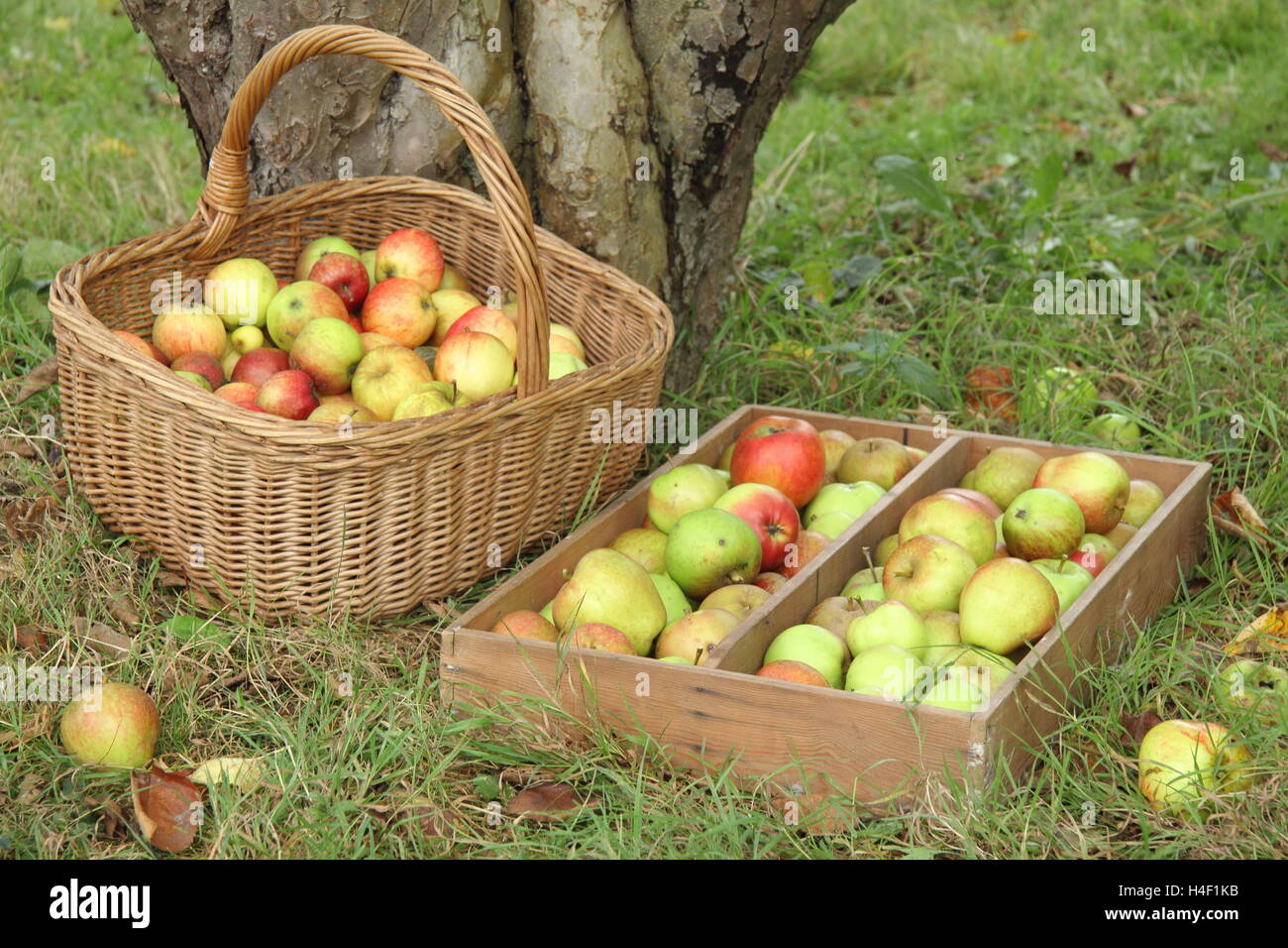 Frisch gepflückt alte Sorte Äpfel von einem Bramley Sämling Apfelbaum im Obstgarten English Heritage an einem FineOctober Tag Stockfoto