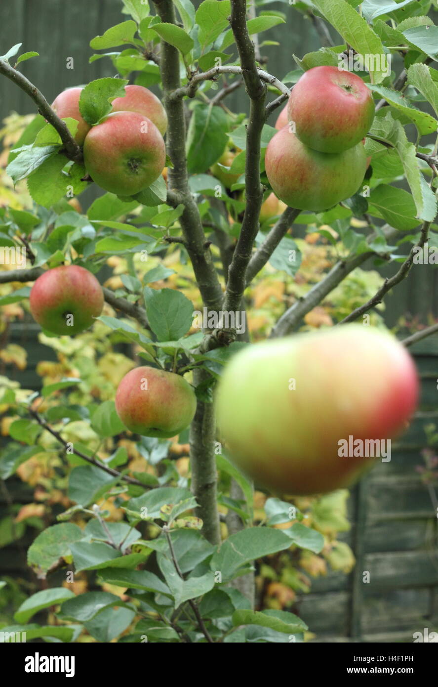 Ein Apfel fällt von einem Baum in einem englischen Garten zur Veranschaulichung Sir Isaac Newtons Gesetz der Universalgravitation. Stockfoto