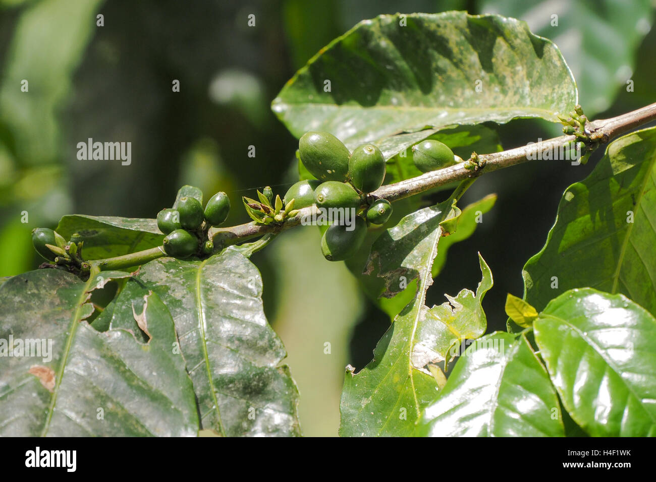 Grüne Kaffeebohnen und Blätter am Zweig, bei Kaffee museum in Guadeloupe gesehen Stockfoto