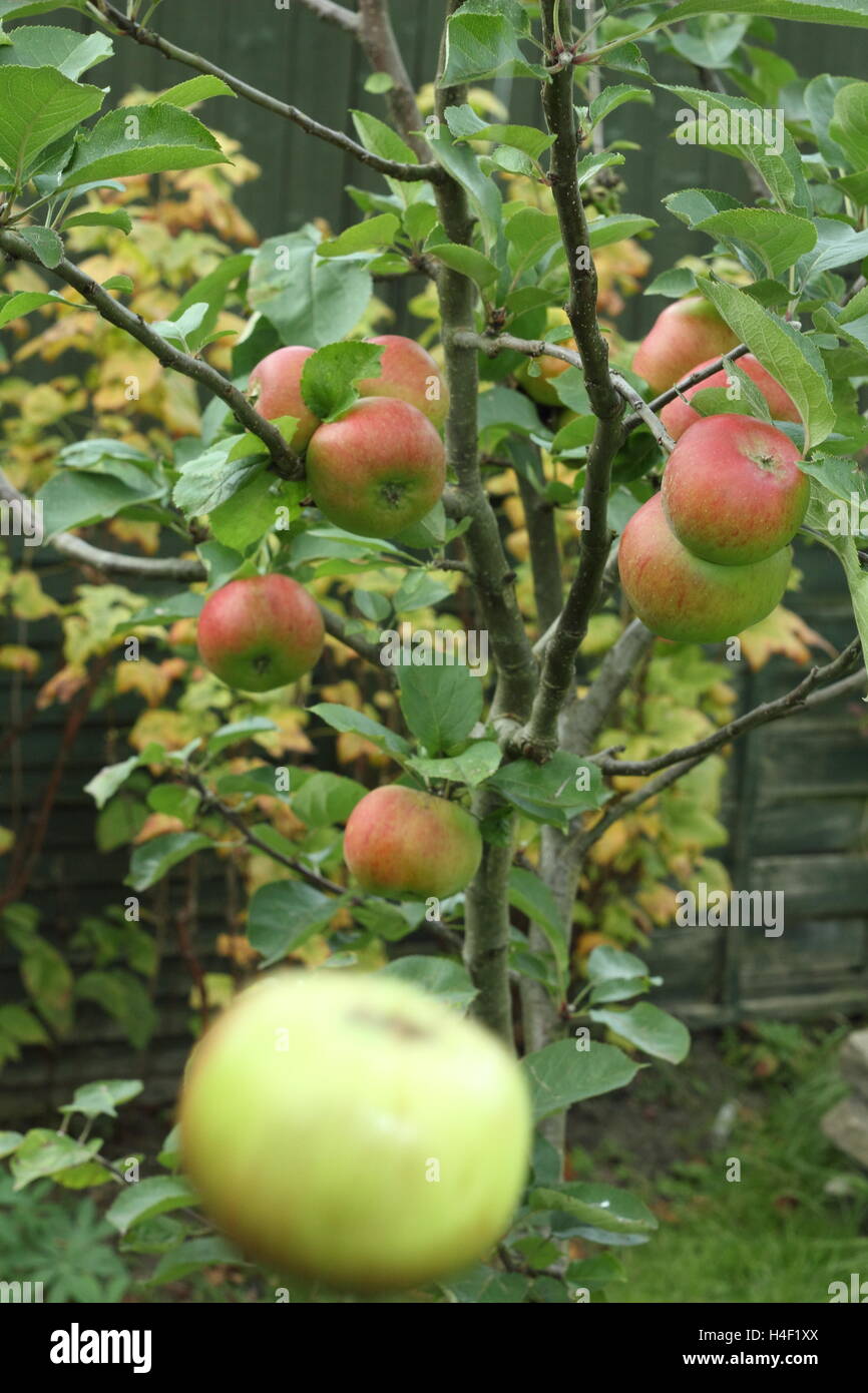 Ein Apfel fällt von einem Baum in einem englischen Garten zur Veranschaulichung Sir Isaac Newtons Gesetz der Universalgravitation. Stockfoto