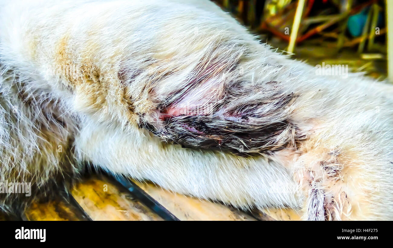 Die Katze war Bein beißen Hunde gebrochen. Stockfoto