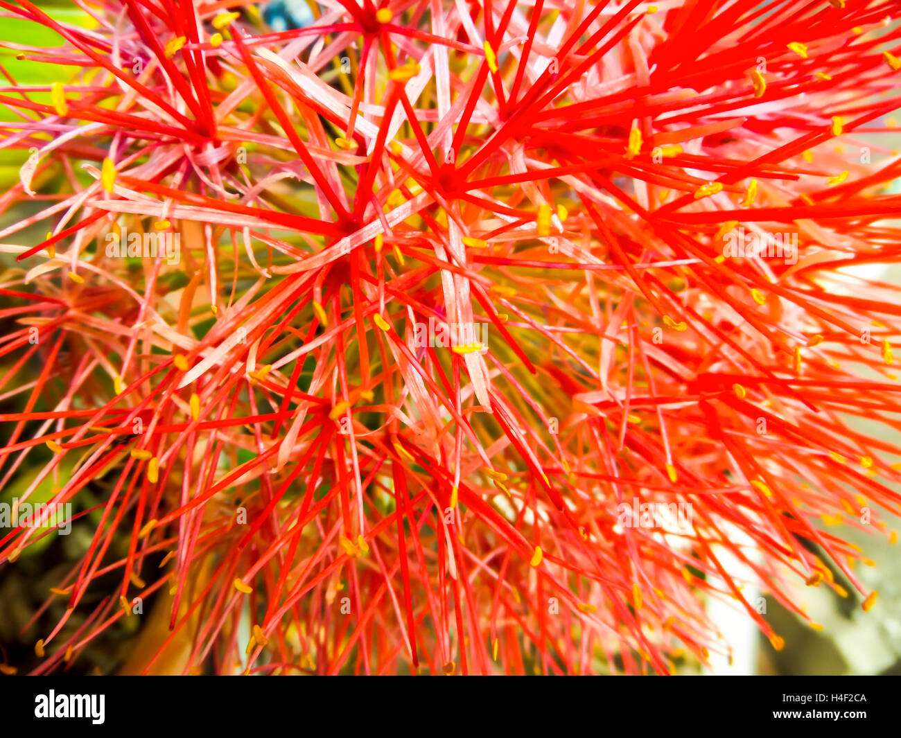 Blut Blume, Powder Puff Lilly ist als Zierpflanze für seine