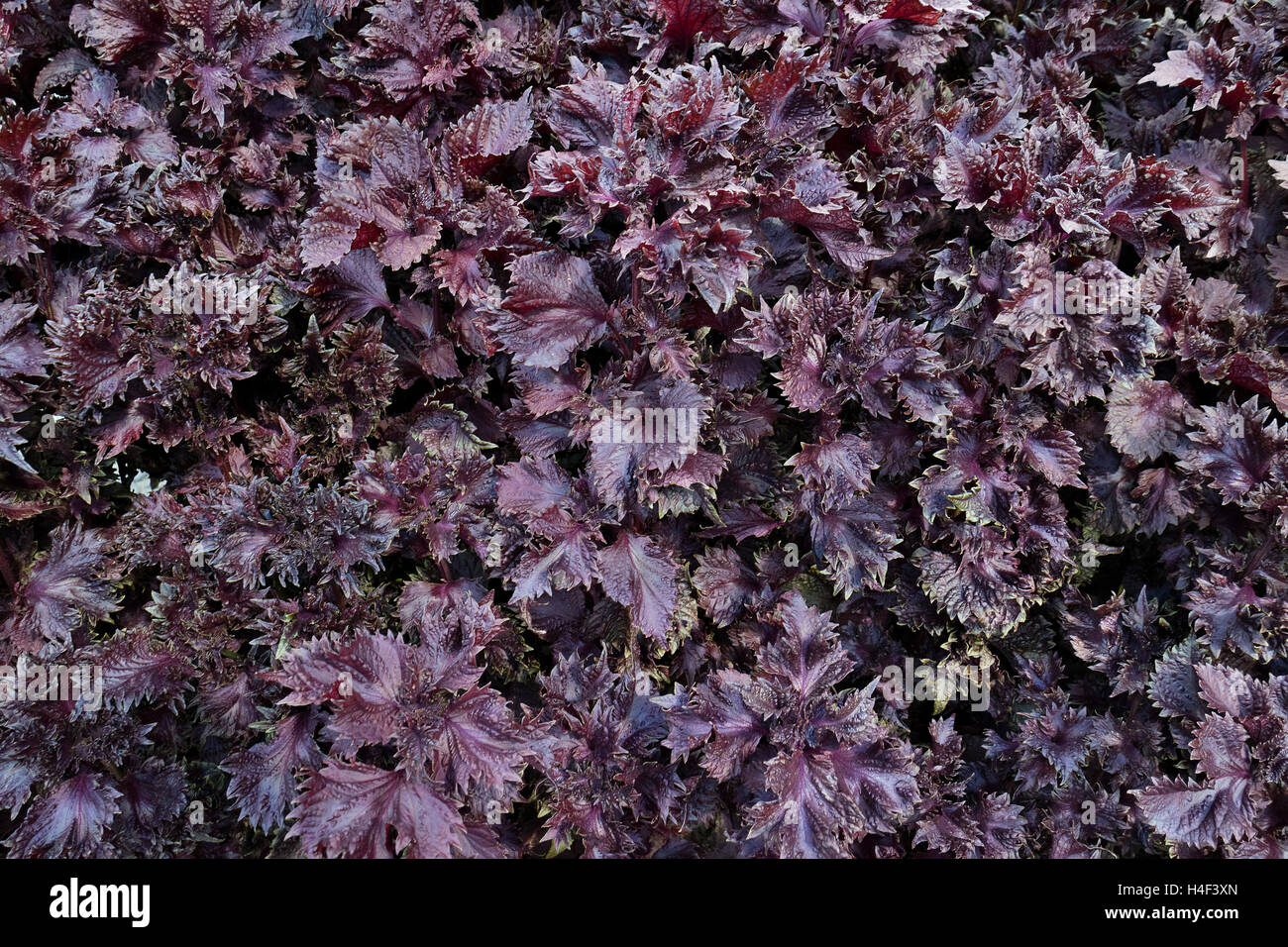 Lila japanische Perilla full-frame Stockfoto