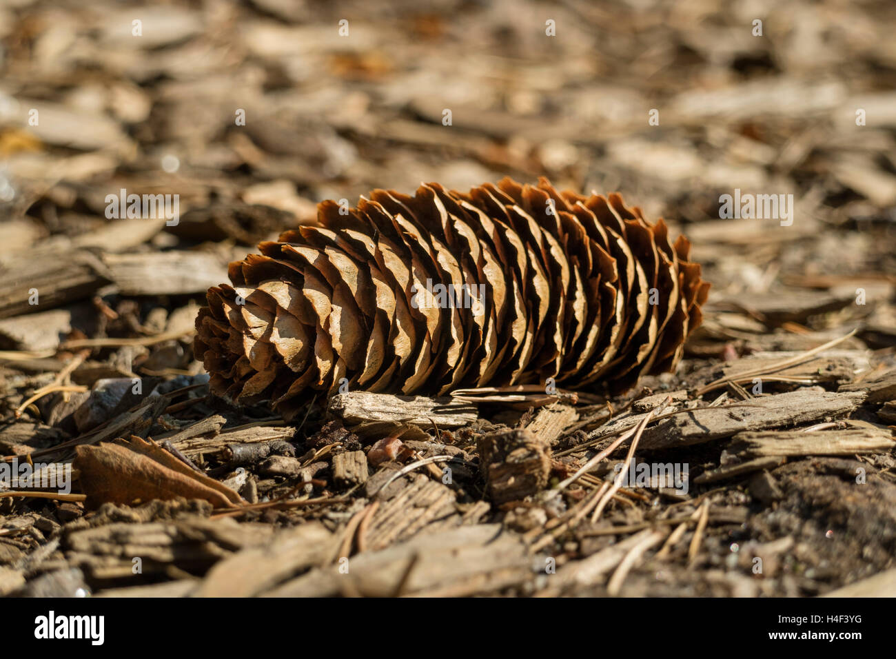 Gefallenen einzelner Nadelbaum Kegel im Holz Stockfoto