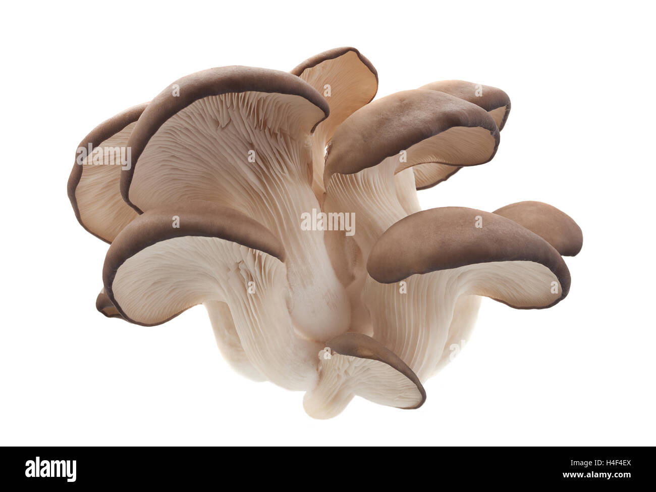 Austernpilz Closeup isoliert auf weißem Hintergrund Stockfoto