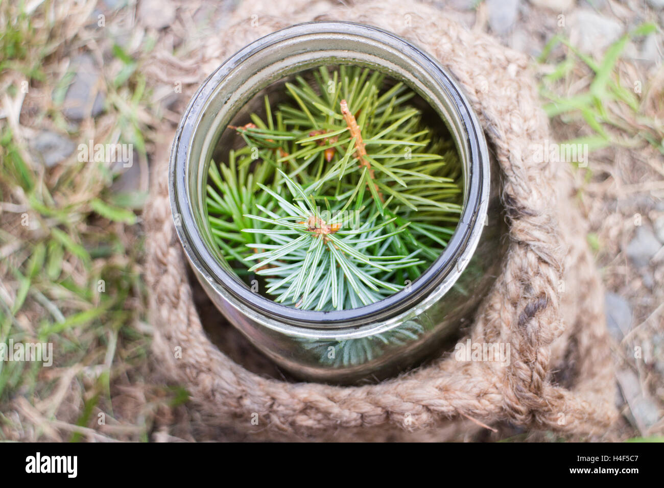 Machen Fir Tipp Getränk, lokale Küche, lokal inspirierten Stockfoto