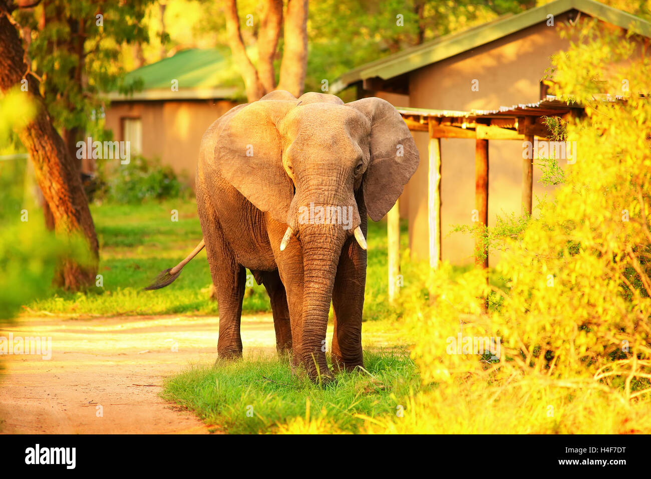 Schöne große wilde Elefanten, Tier in milden gelben Abendlicht, Safari Pirschfahrt, Öko-Reisen und Tourismus, Krüger-Nationalpark Stockfoto