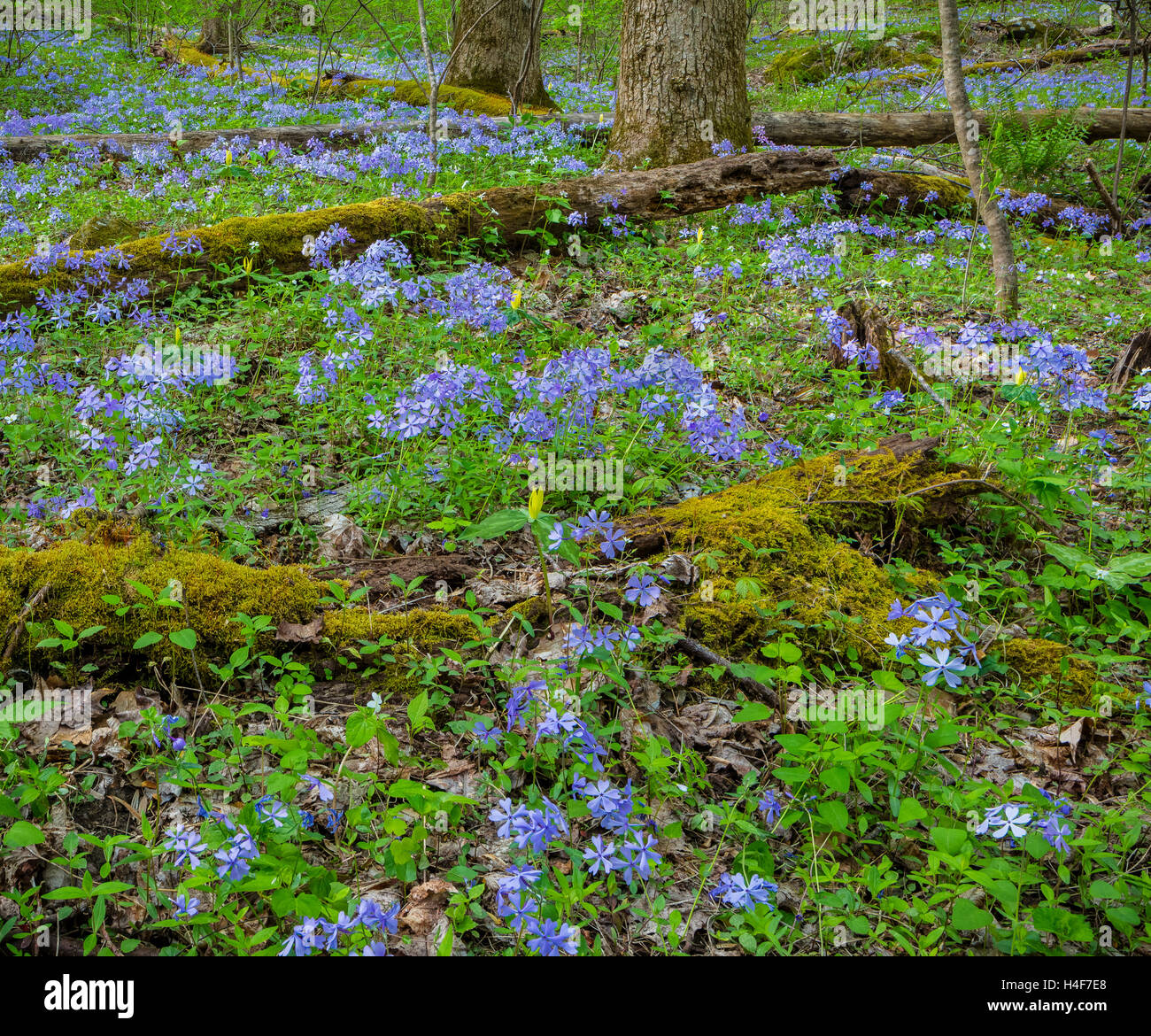 Great-Smoky-Mountains-Nationalpark, Tennessee: Wilde blaue Phlox (Phlox Divaricata) und gelbe Trillium (Trillium Luteum) Stockfoto